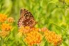 Great spangled fritillary on butterfly milkweed, Marion County, Illinois. Art Print